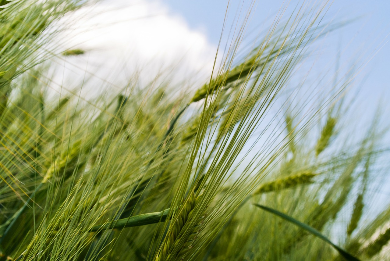 Grain Field Green Detail Growing  - martinmaricak / Pixabay